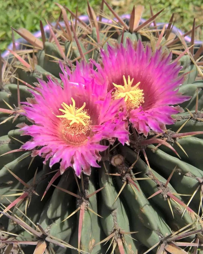 ferocactus latispinus 3