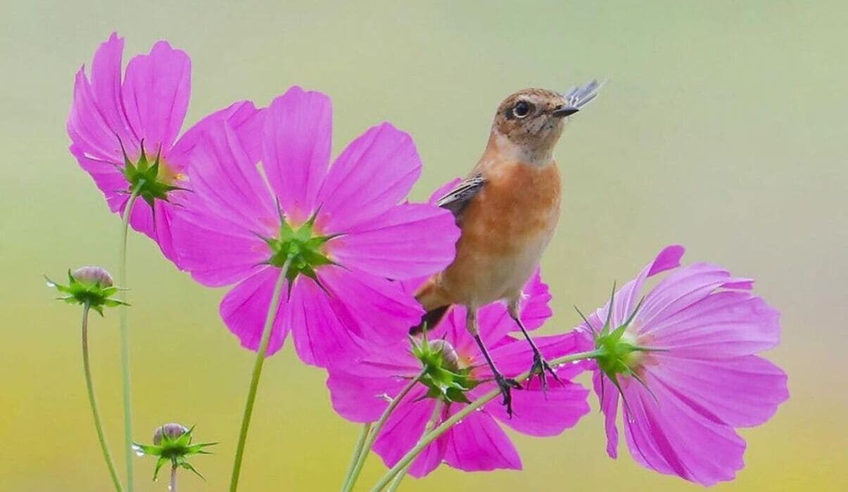 flor cosmos