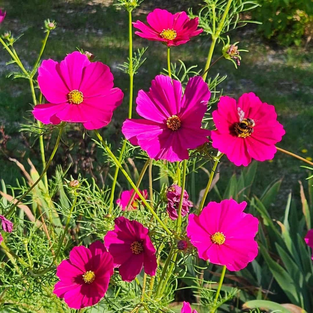 flor cosmos