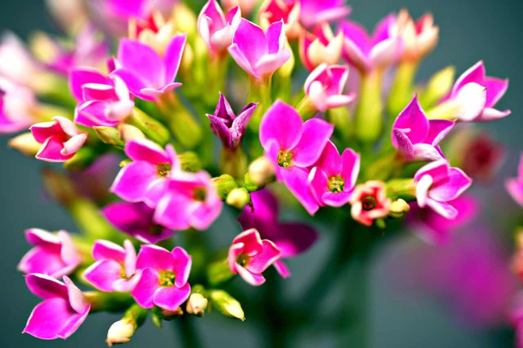 flor da fortuna em vasos