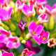 kalanchoe