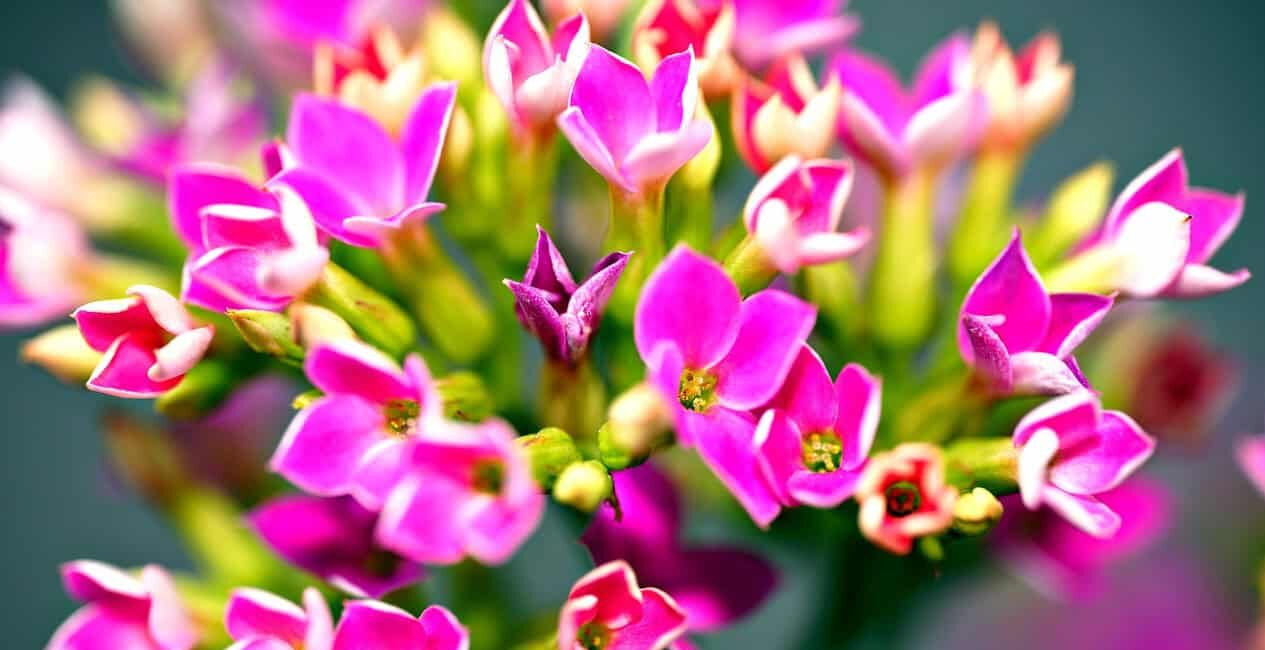 kalanchoe