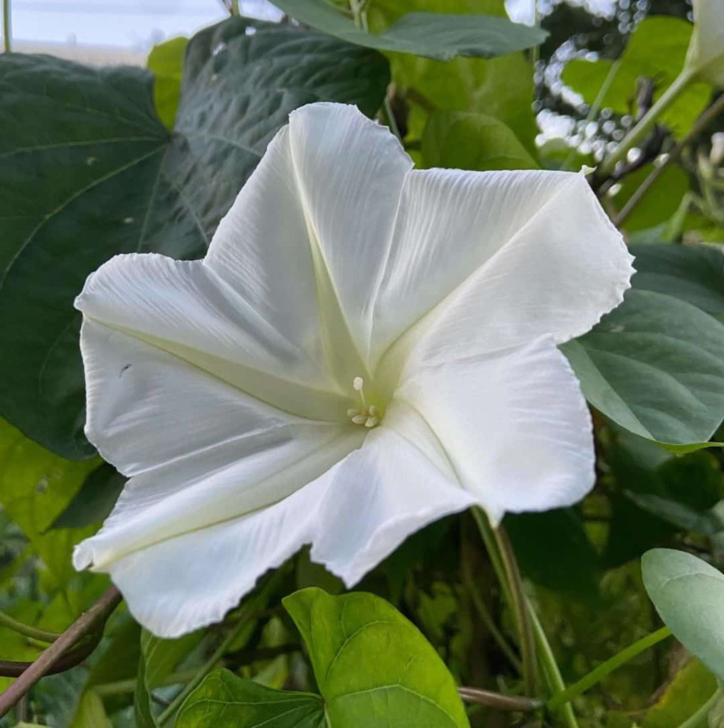  flor-da-lua -  Ipomoea alba