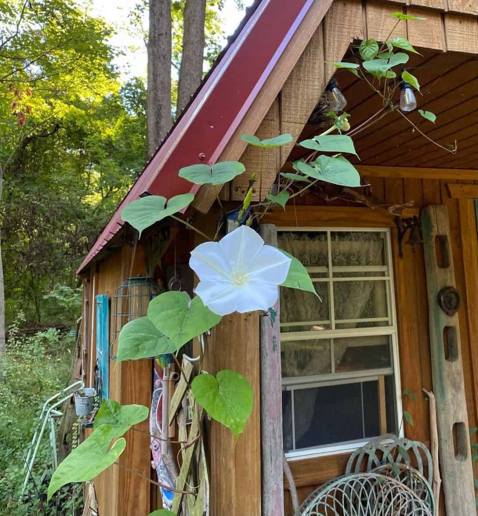  flor-da-lua -  Ipomoea alba