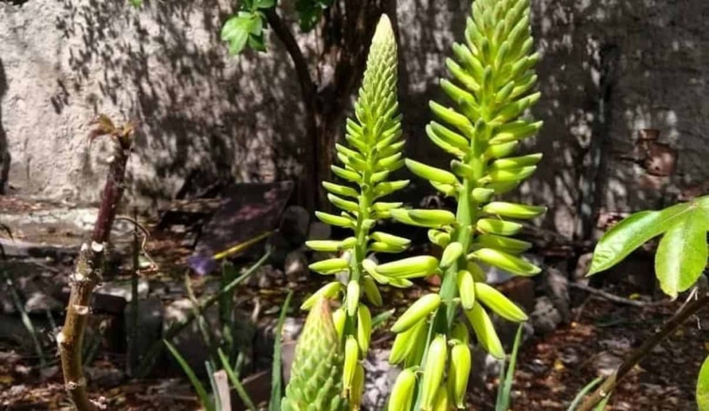 flor de babosa