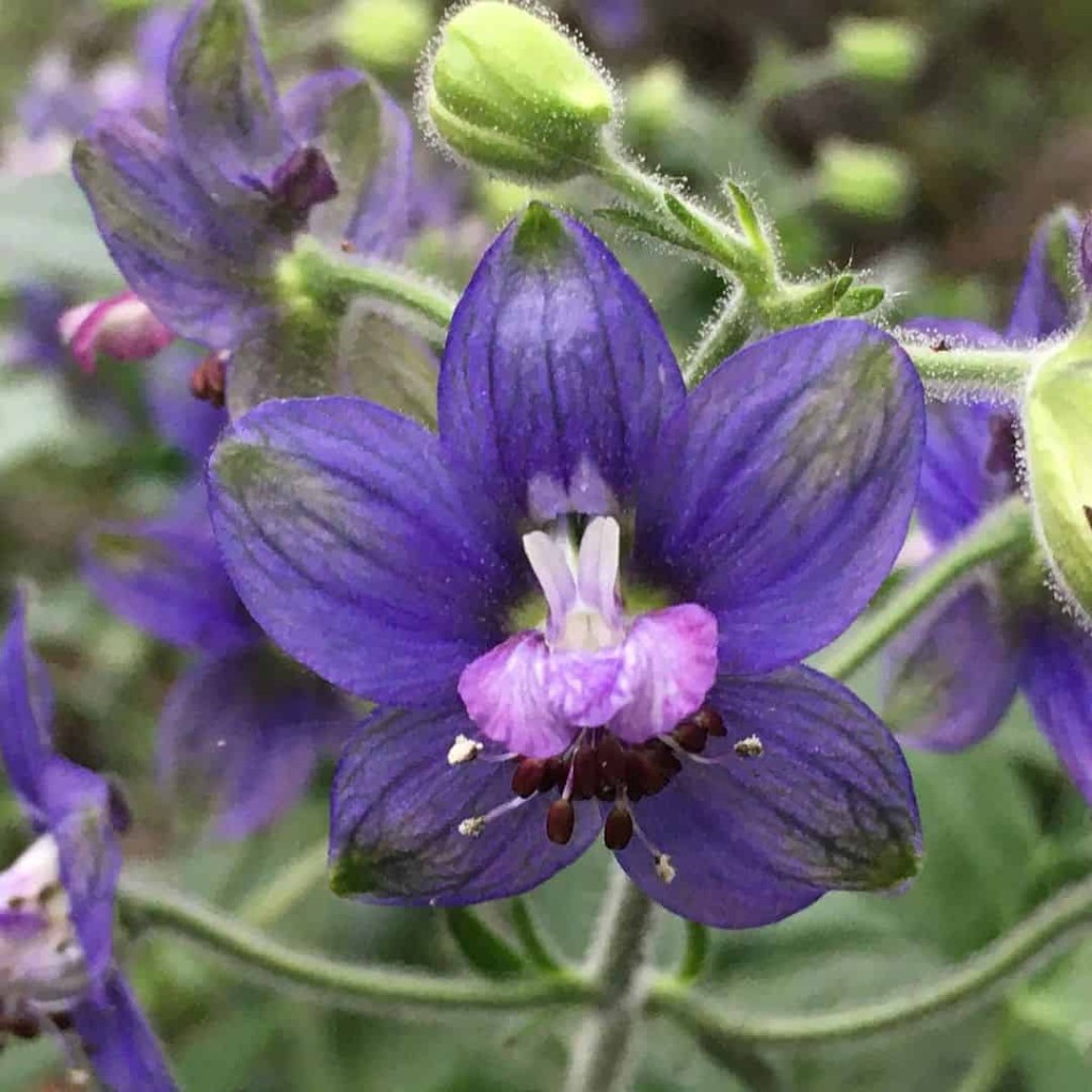 Flor Delfino-  Delphinium staphisagria