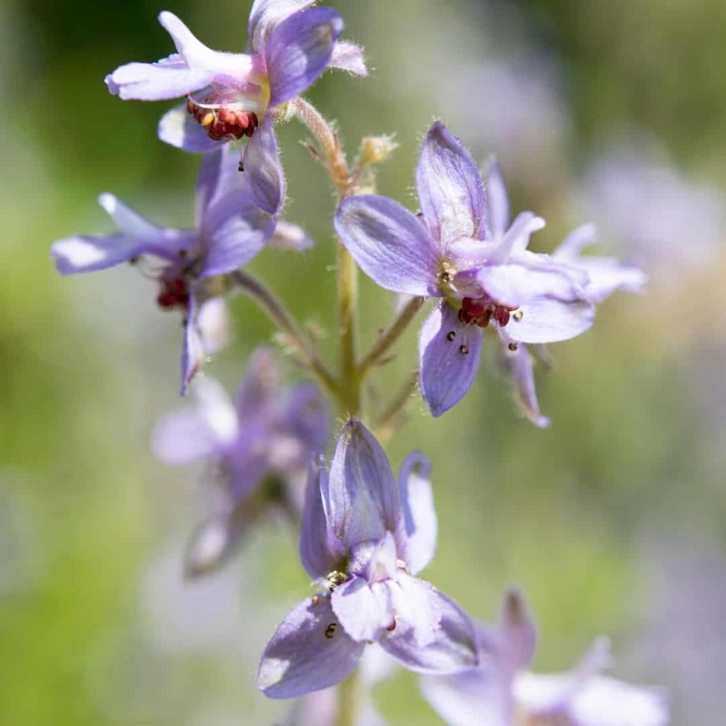 Flor Delfino-  Delphinium staphisagria