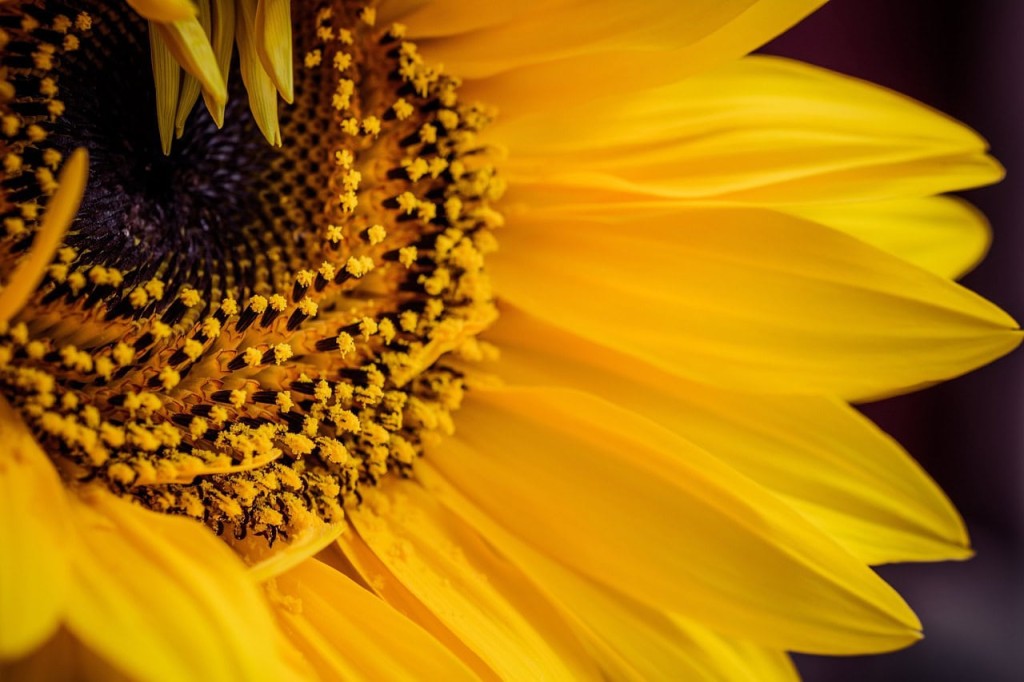 flor girassol (Helianthus annuus)