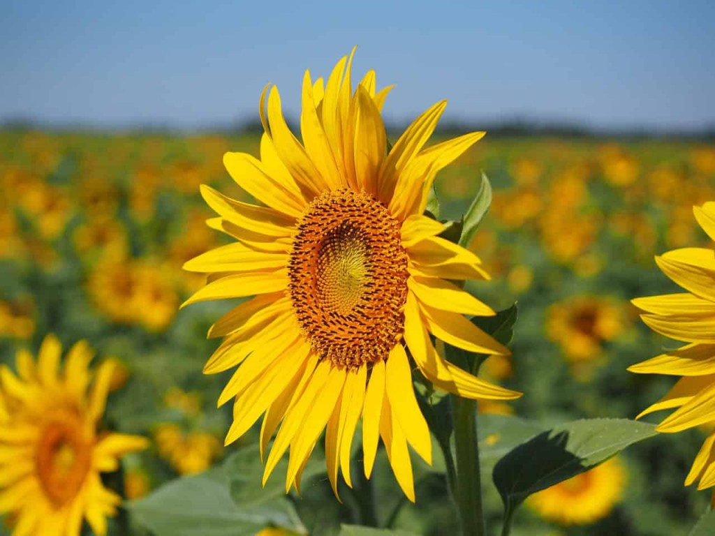 flor girassol (Helianthus annuus)