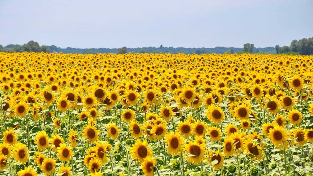 flor girassol (Helianthus annuus)