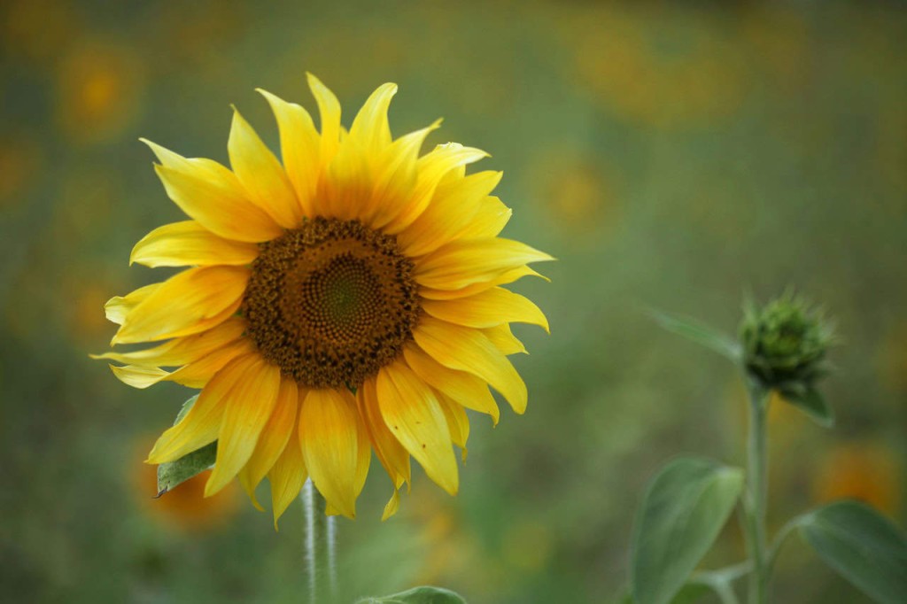 flor girassol (Helianthus annuus)