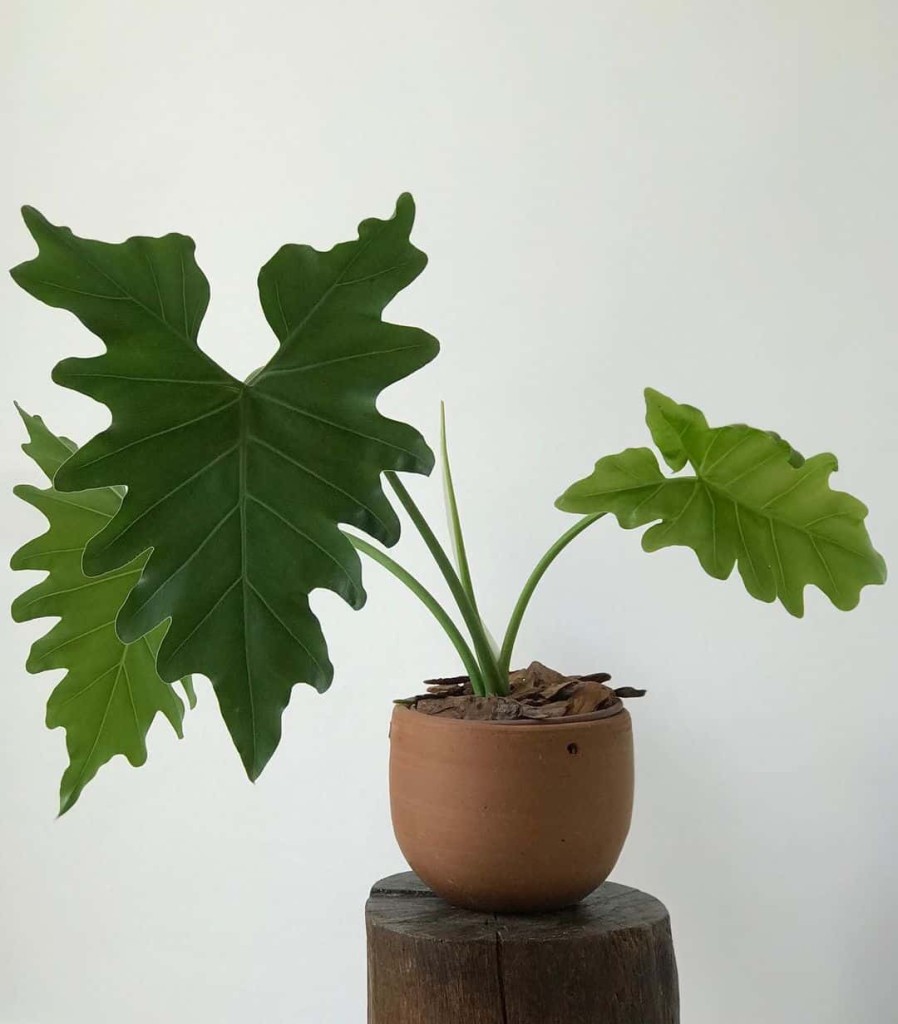 guaimbê (Philodendron undulatum)