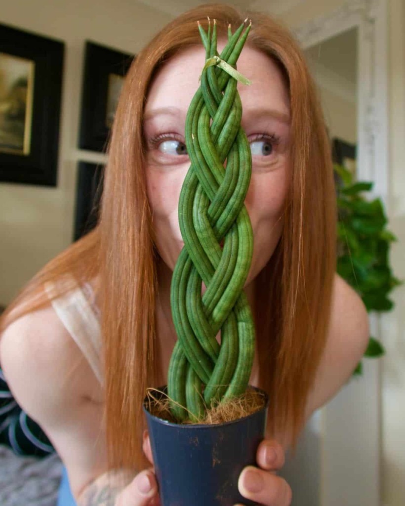 lança de Ogum (Sansevieria cylindrica) 