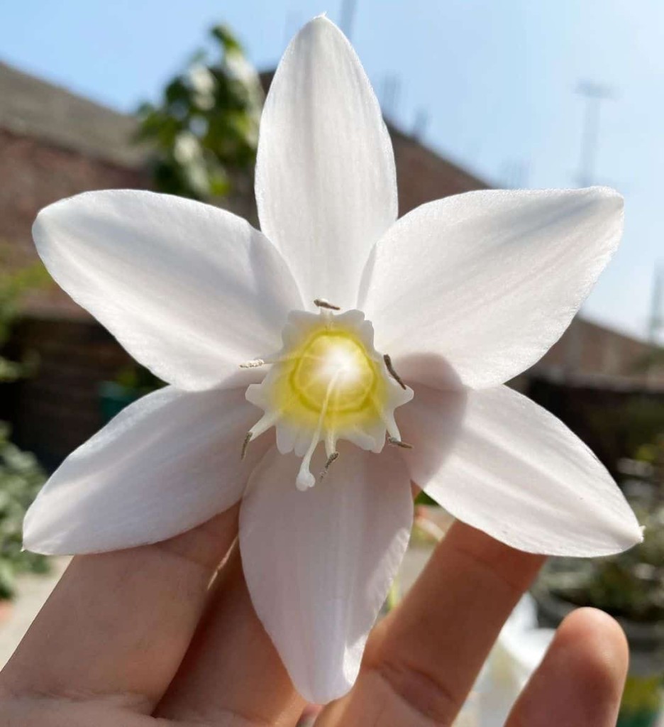  Lírio do Amazonas, conhecido cientificamente como Eucharis grandiflora e popularmente como Estrela de Belém