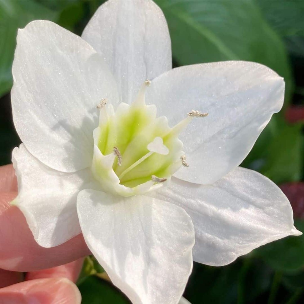  Lírio do Amazonas, conhecido cientificamente como Eucharis grandiflora e popularmente como Estrela de Belém