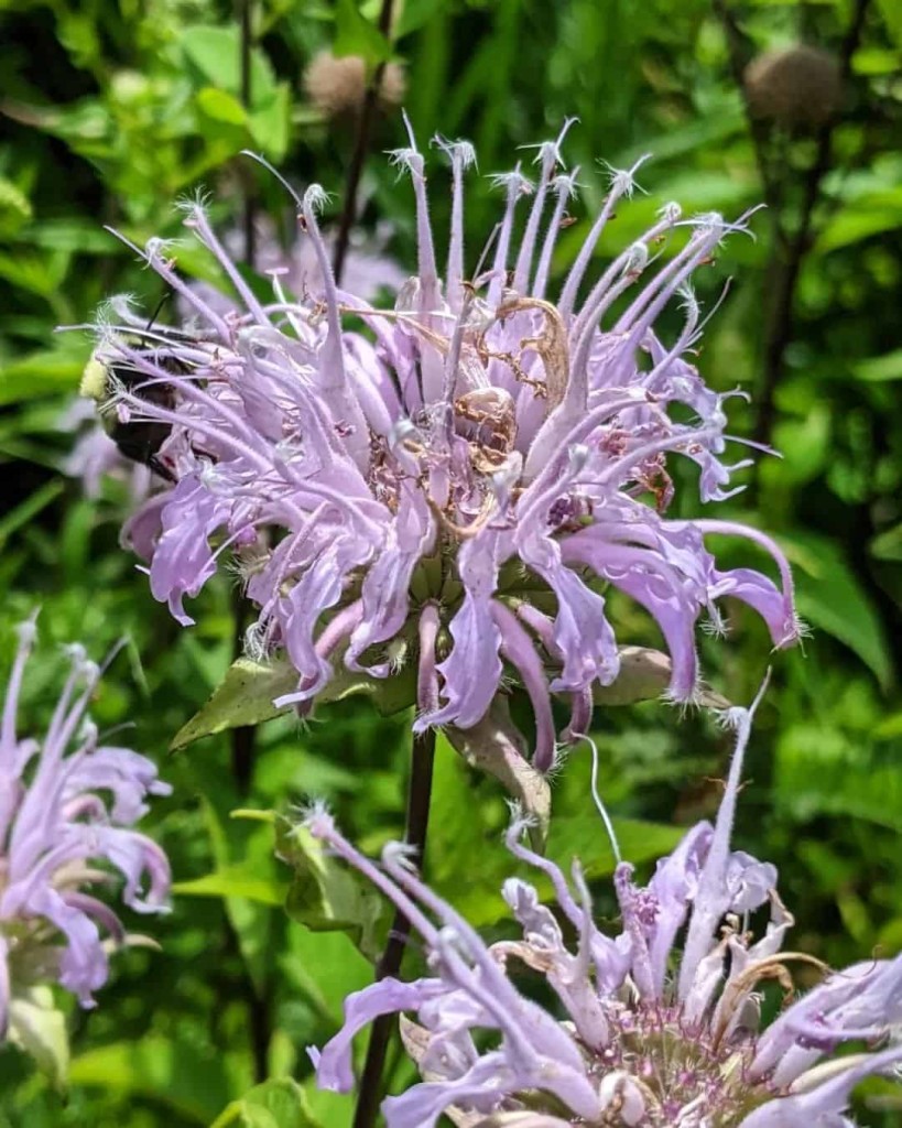 monarda 1