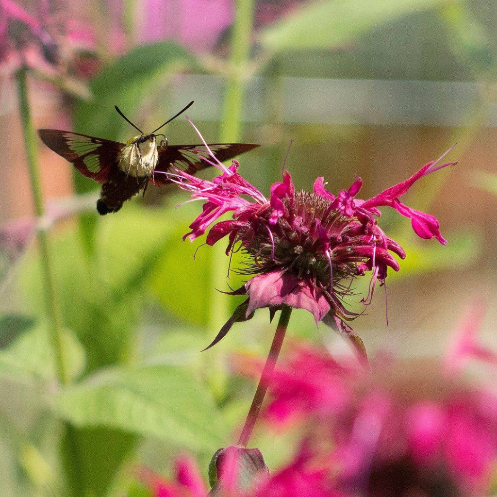 monarda 2