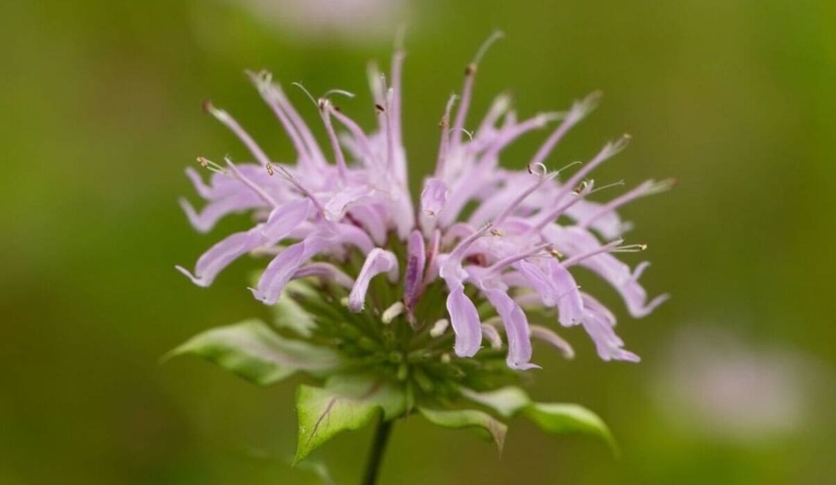 monarda