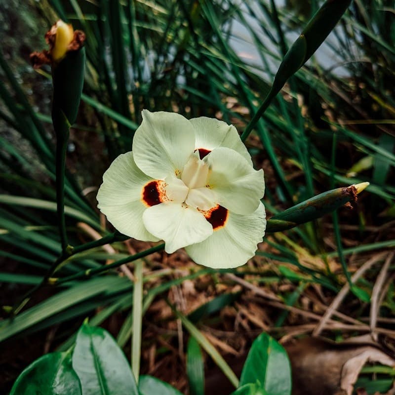 Conheça as 6 Melhores Plantas para Canteiros