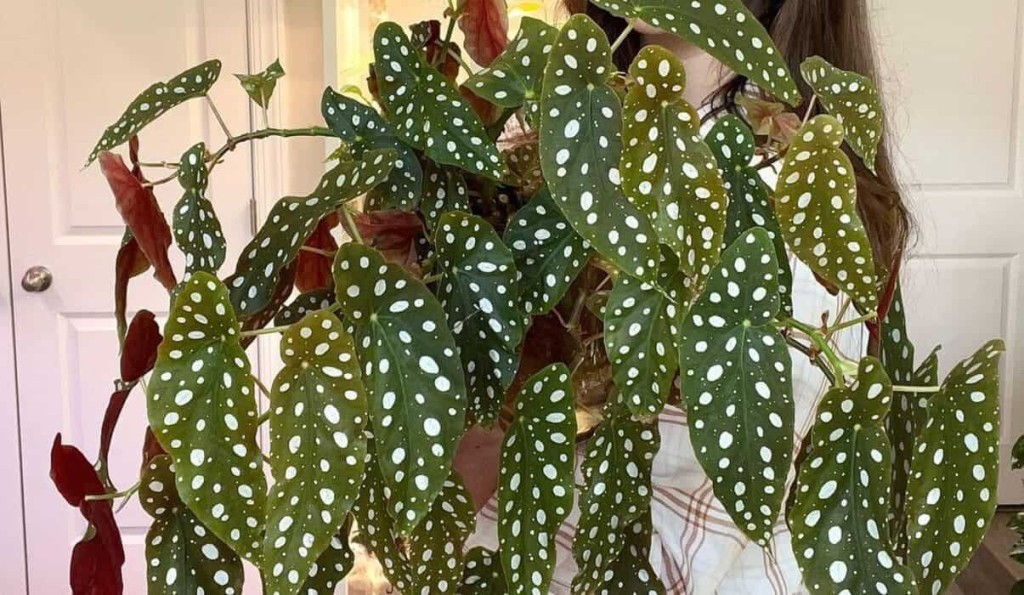 begonia-maculata