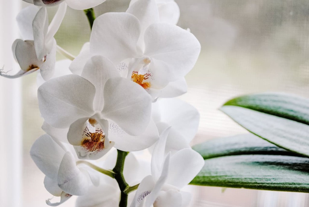 Como cuidar de orquídeas no inverno