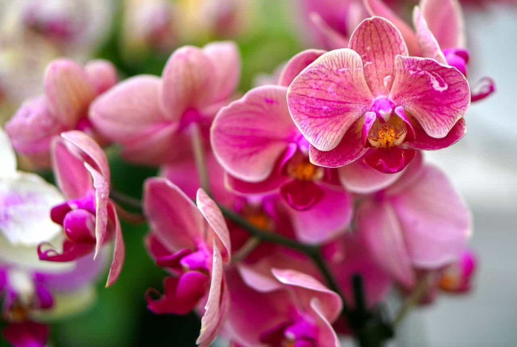 Como cuidar de orquídeas no inverno