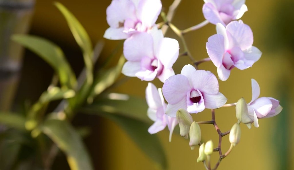 cuidar de orquidea