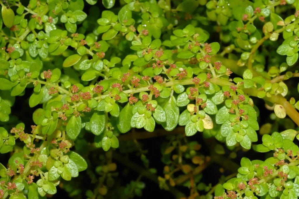 Pilea microphylla, popularmente conhecida como brilhantina