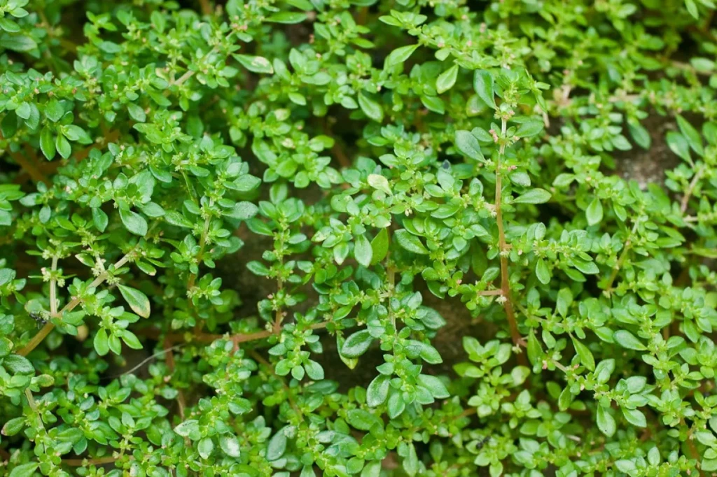 Pilea microphylla, popularmente conhecida como brilhantina