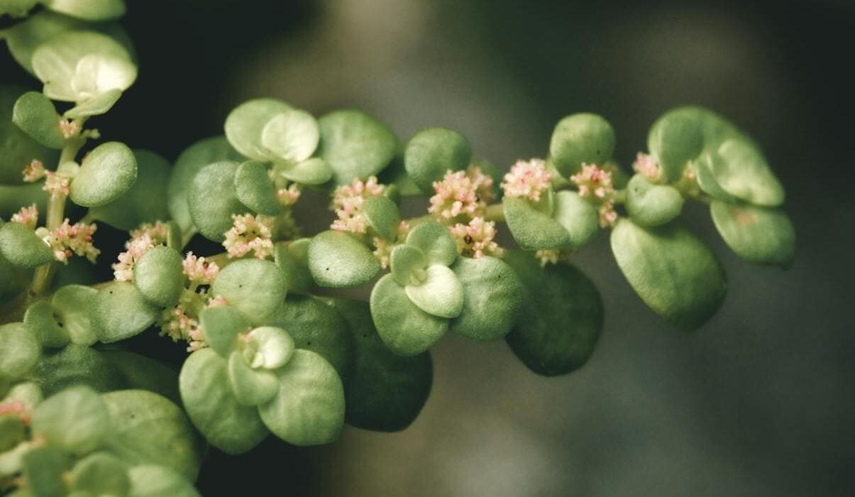 Brilhantina - Pilea microphylla