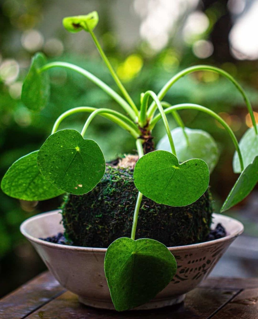 Pilea peperomioides