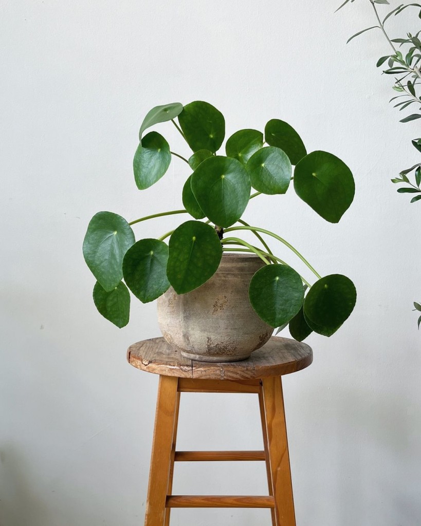 Pilea peperomioides