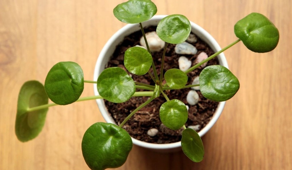 pilea peperomioides