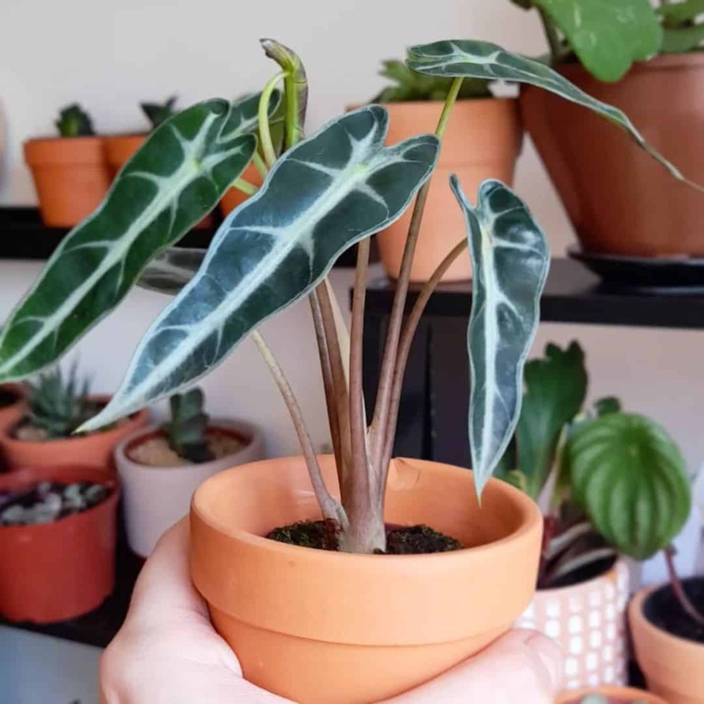 Alocasia Piccolini, conhecida popularmente como planta Cara de Cavalo