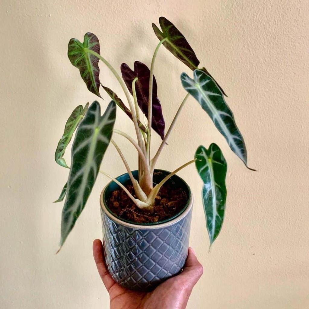 Alocasia Piccolini, conhecida popularmente como planta Cara de Cavalo