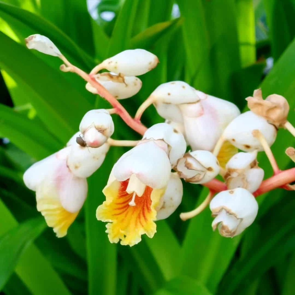 Colônia, cientificamente conhecida como Alpinia zerumbet