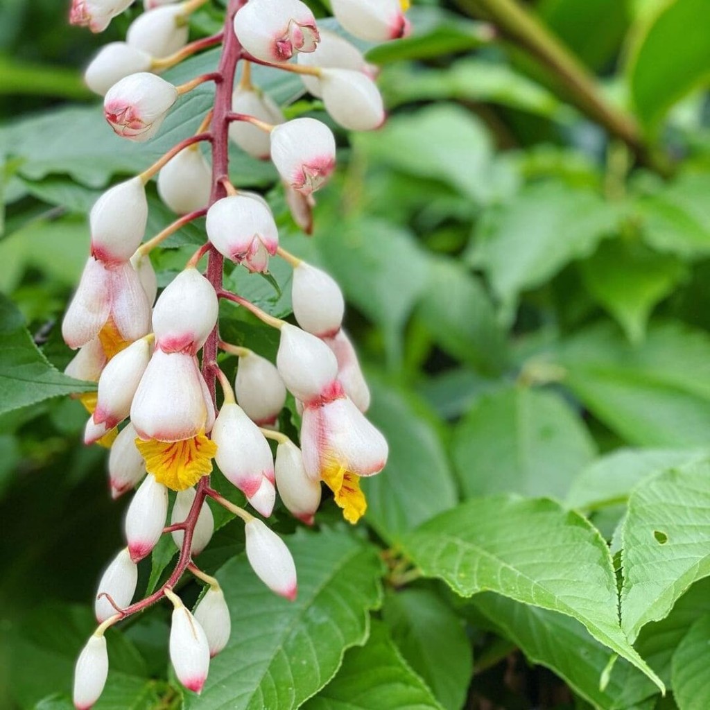 Colônia, cientificamente conhecida como Alpinia zerumbet