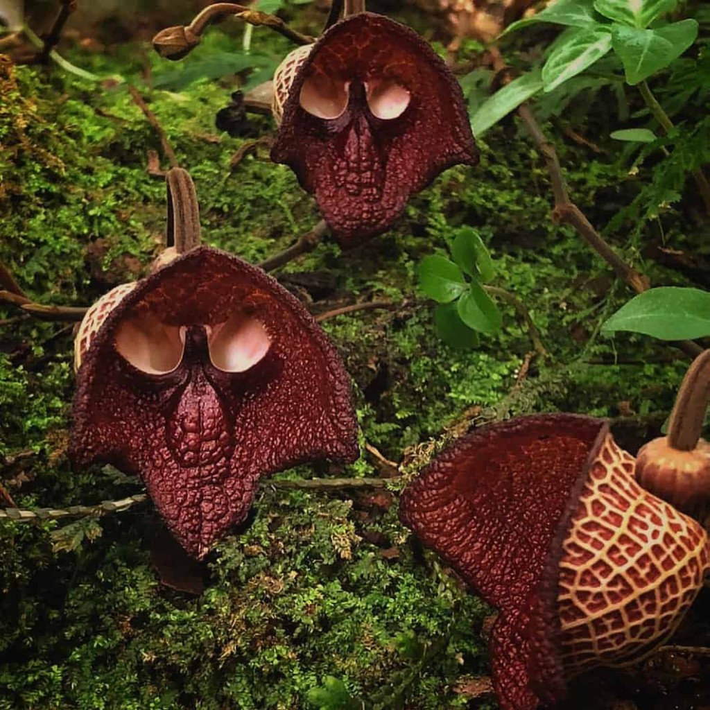 Aristolochia salvadorensis, popularmente conhecida como a planta Darth Vader. 