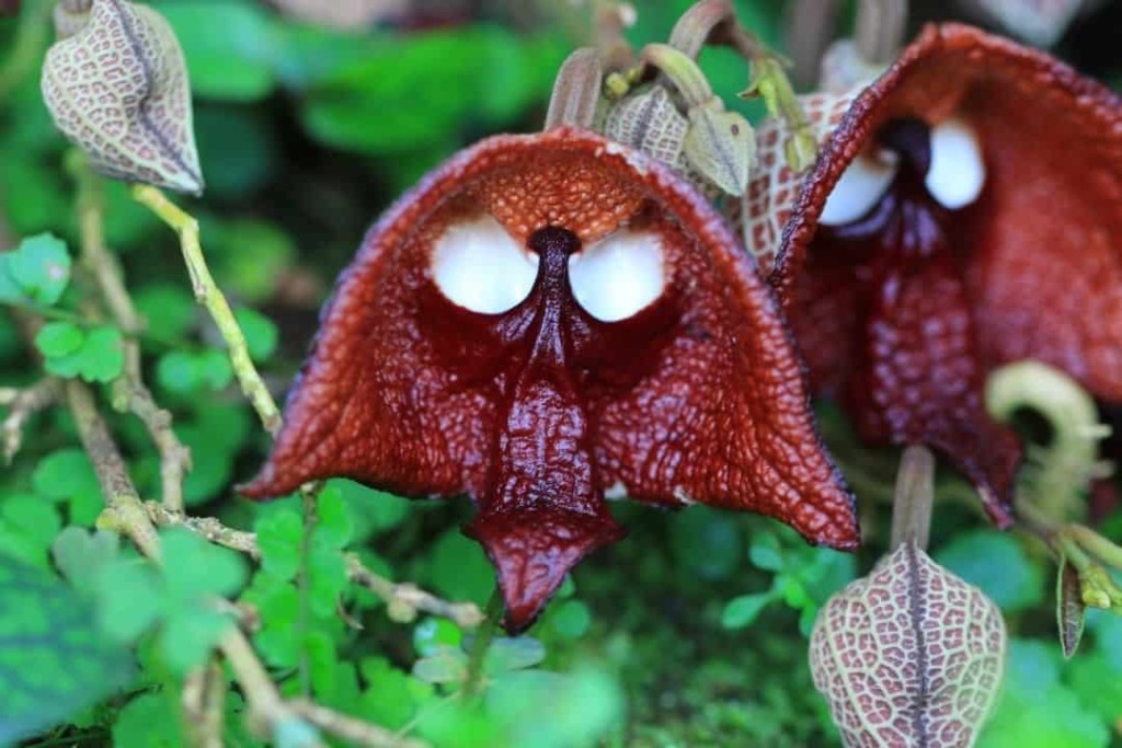 Aristolochia salvadorensis, popularmente conhecida como a planta Darth Vader. 