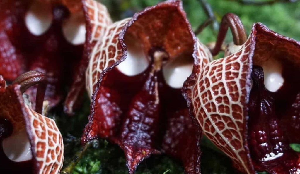 Aristolochia salvadorensis, popularmente conhecida como a planta Darth Vader.