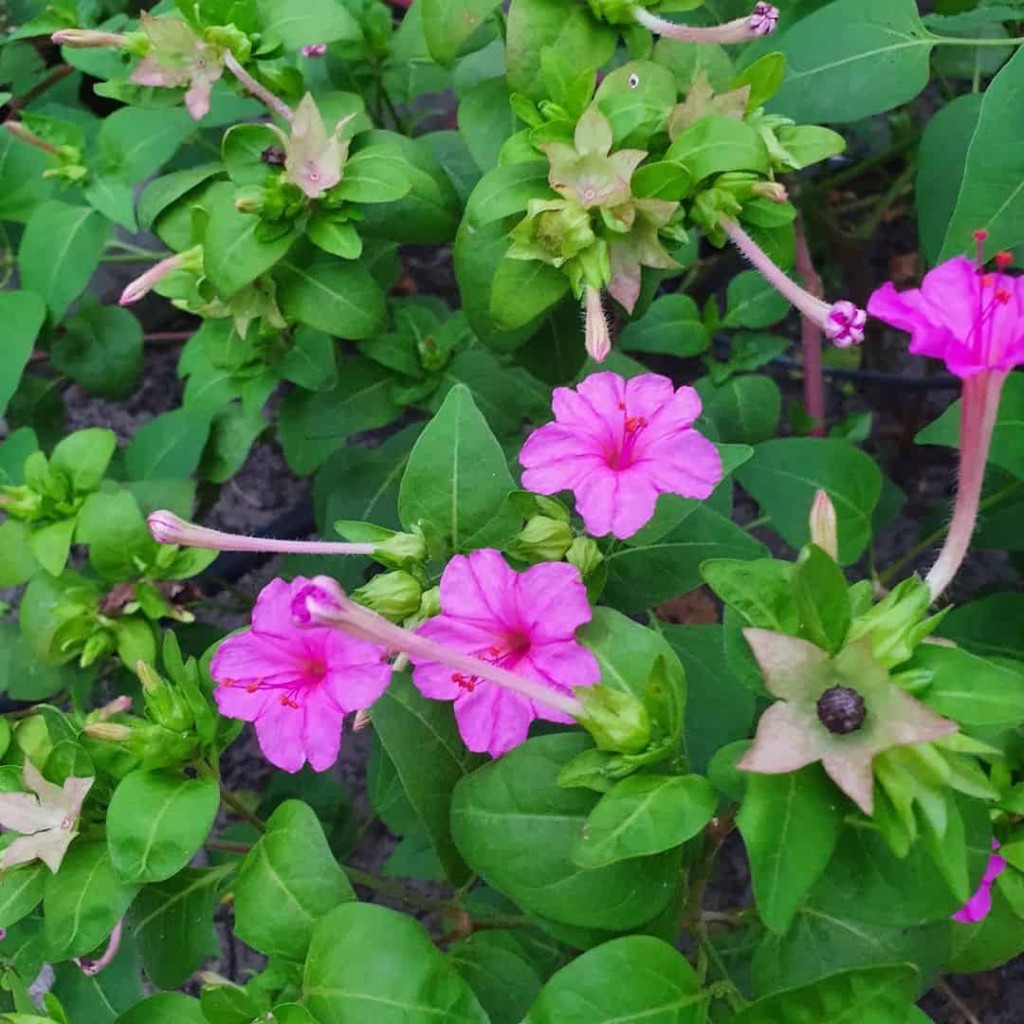 planta Maravilha, conhecida cientificamente como Mirabilis jalapa