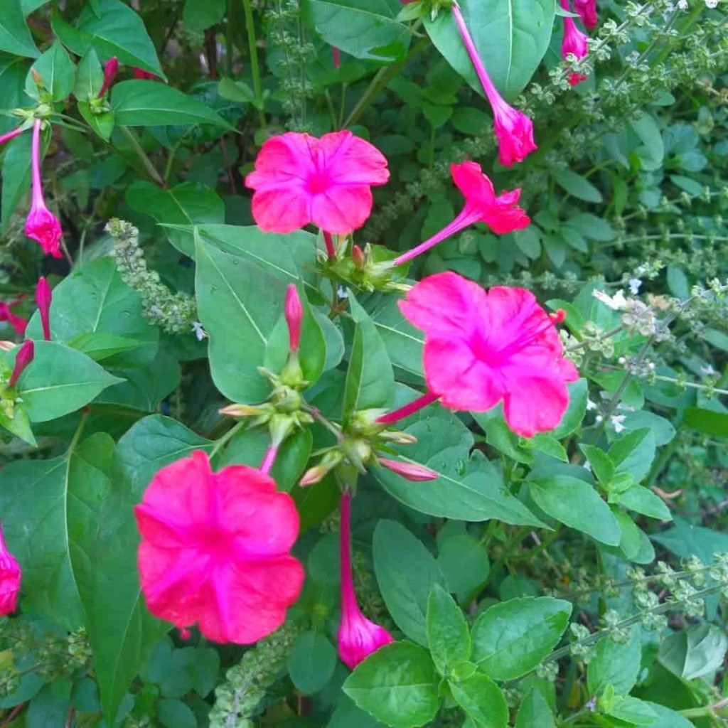 planta Maravilha, conhecida cientificamente como Mirabilis jalapa