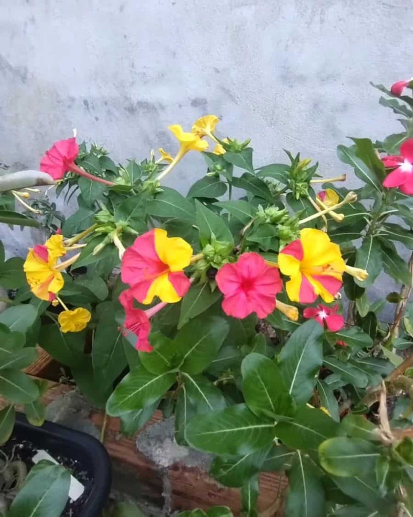 planta Maravilha, conhecida cientificamente como Mirabilis jalapa