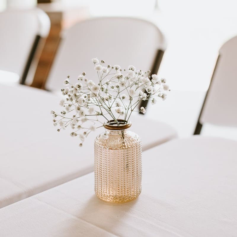 Planta mosquitinho (Gypsophila): como cuidar dessa delicada espécie ornamental