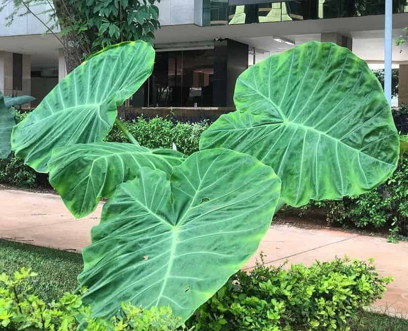 Planta Orelha de elefante: como cuidar da exuberante planta tropical?