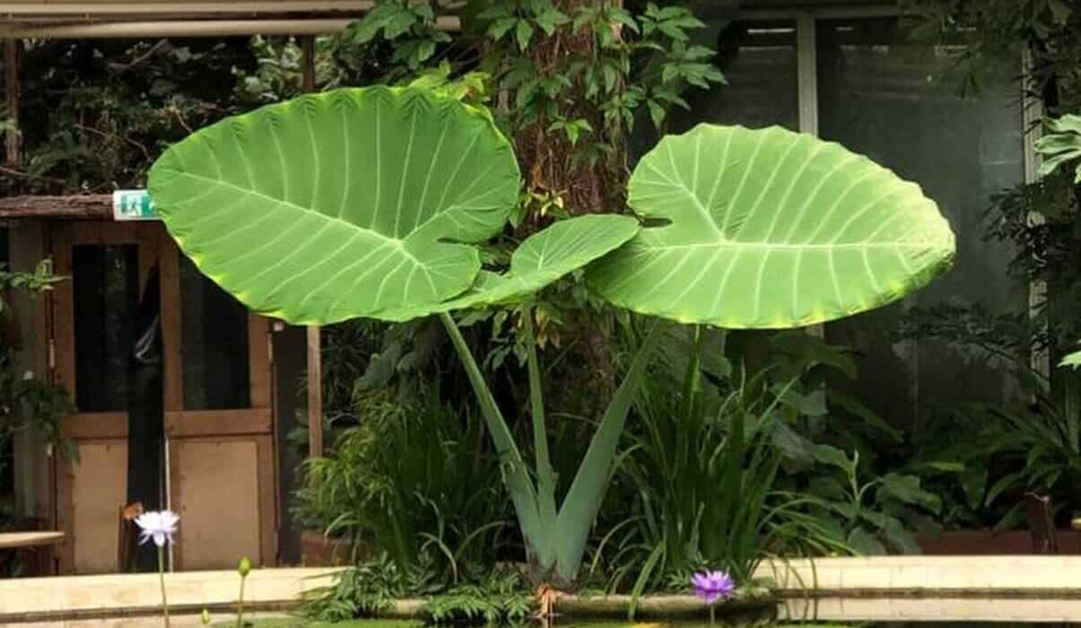 planta orelha de elefante