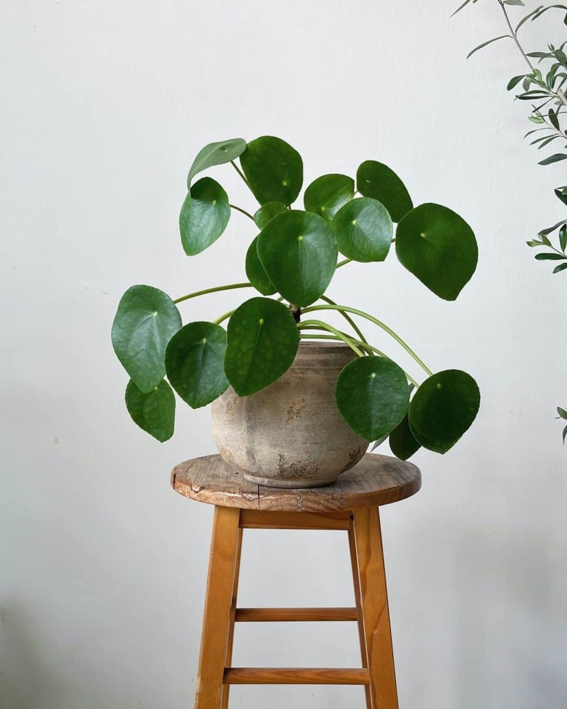 plantas para apartamento - pilea peperomioides