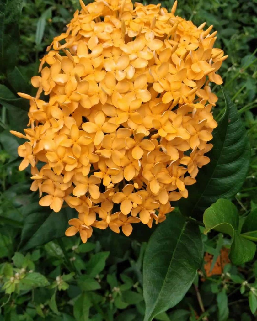 Melhores Plantas para Calçadas