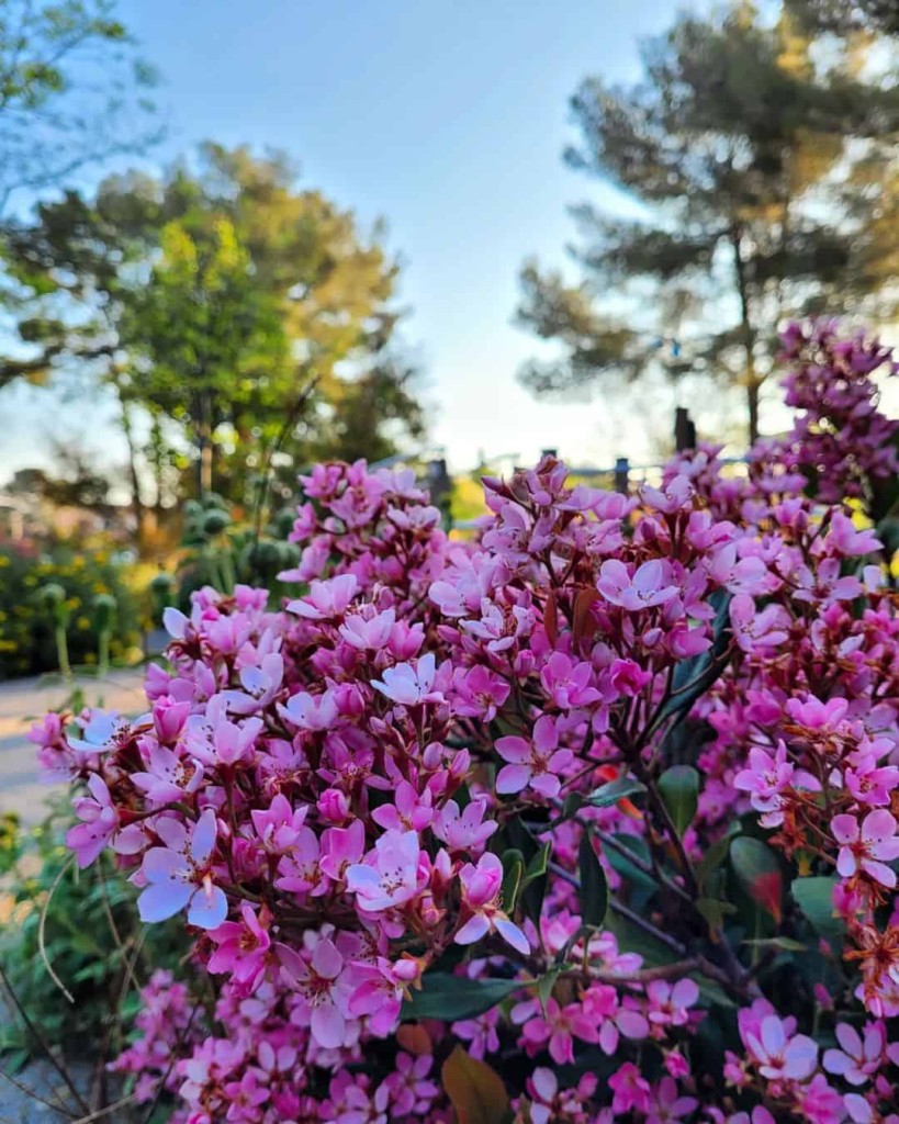 Melhores Plantas para Calçadas