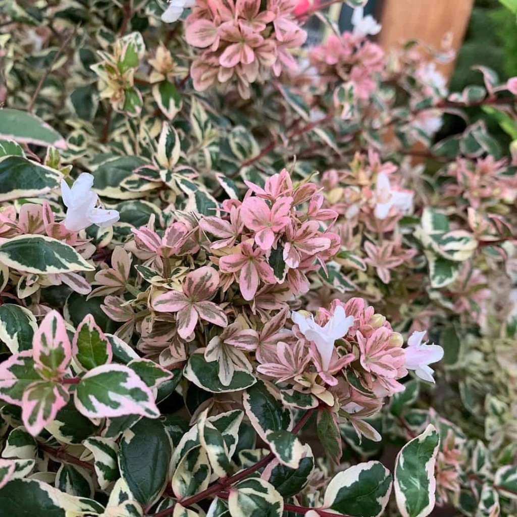 Melhores Plantas para Calçadas